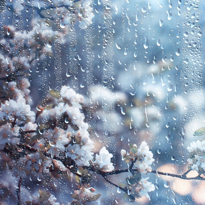 Blossom (Orchestral Version)