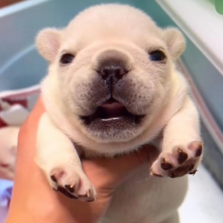 The Pibble Theme