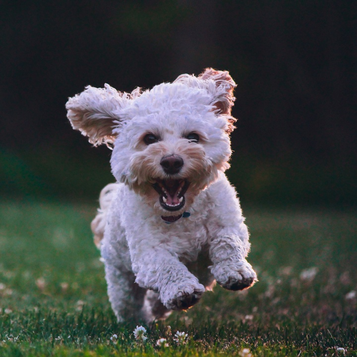 Dog Growling - Sound Effect