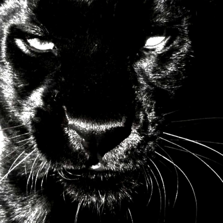 FEROCITY (Slowed)