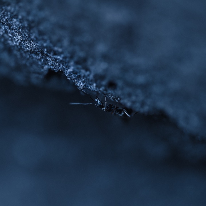 Moody Blue