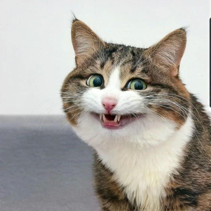 Gato