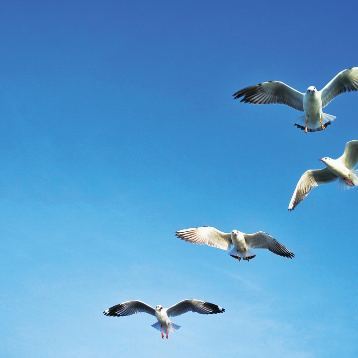seagull sounds