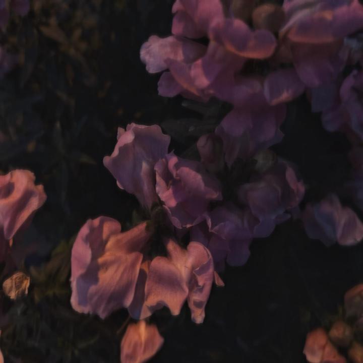 我走以后(降调氛围版)(剪辑)
